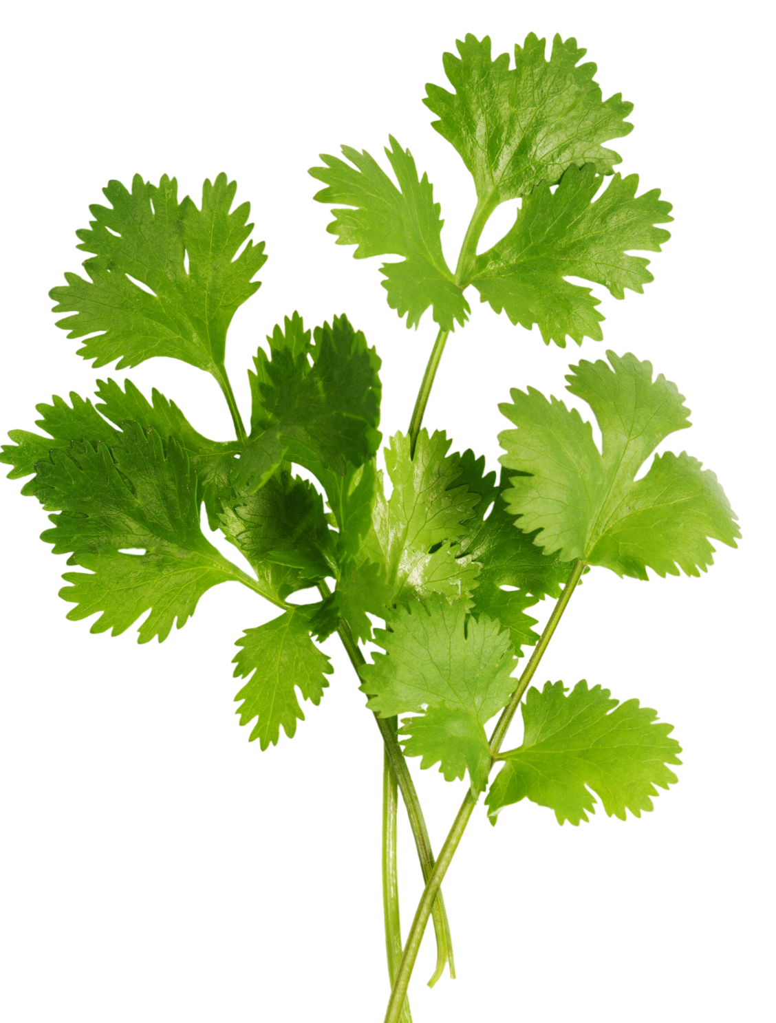 Omvattende Konsultasie