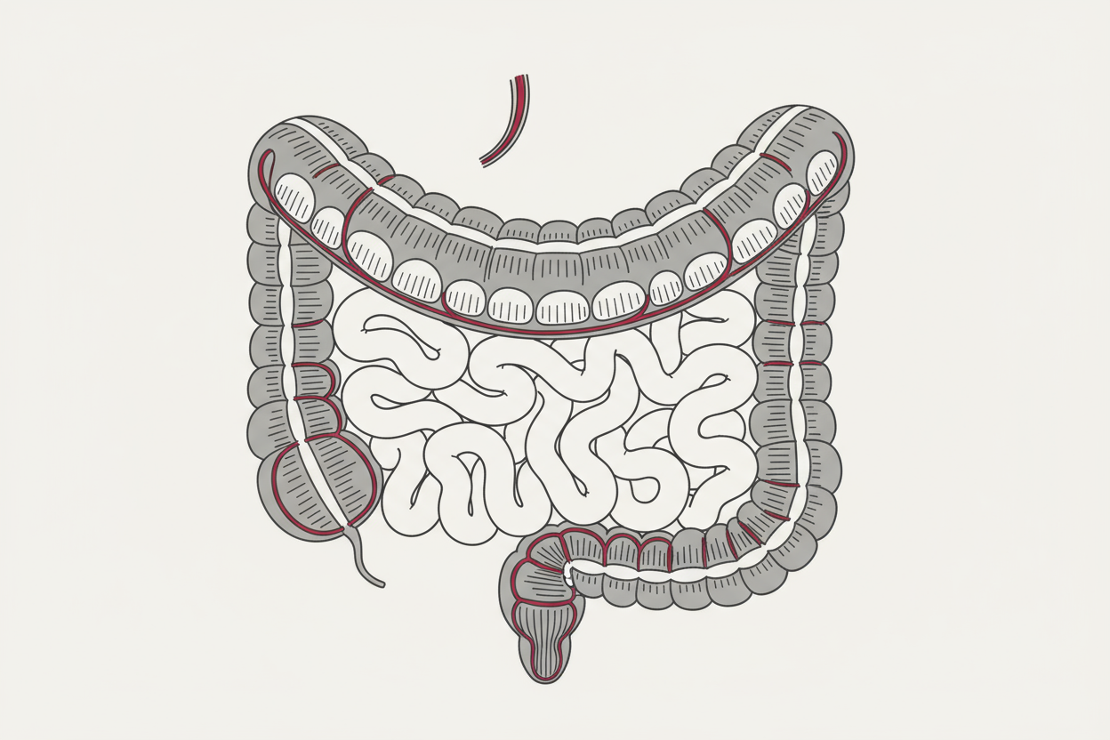 Gut Health & Microbiome Support