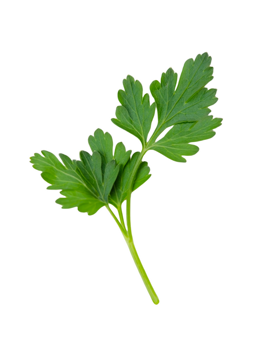 Kort Opvolgkonsultasie